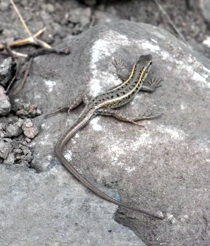 Ophisops elegans (Turchia)